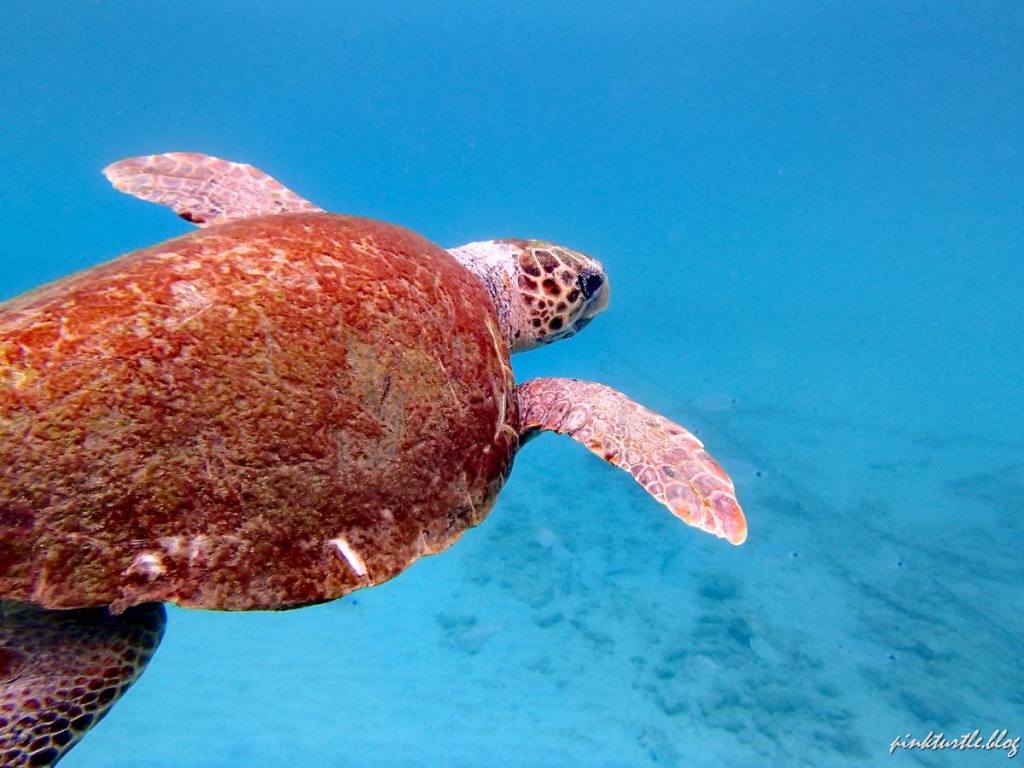 [SNORKELING] Nager avec des tortues : mes meilleurs spots de snorkeling dans le monde