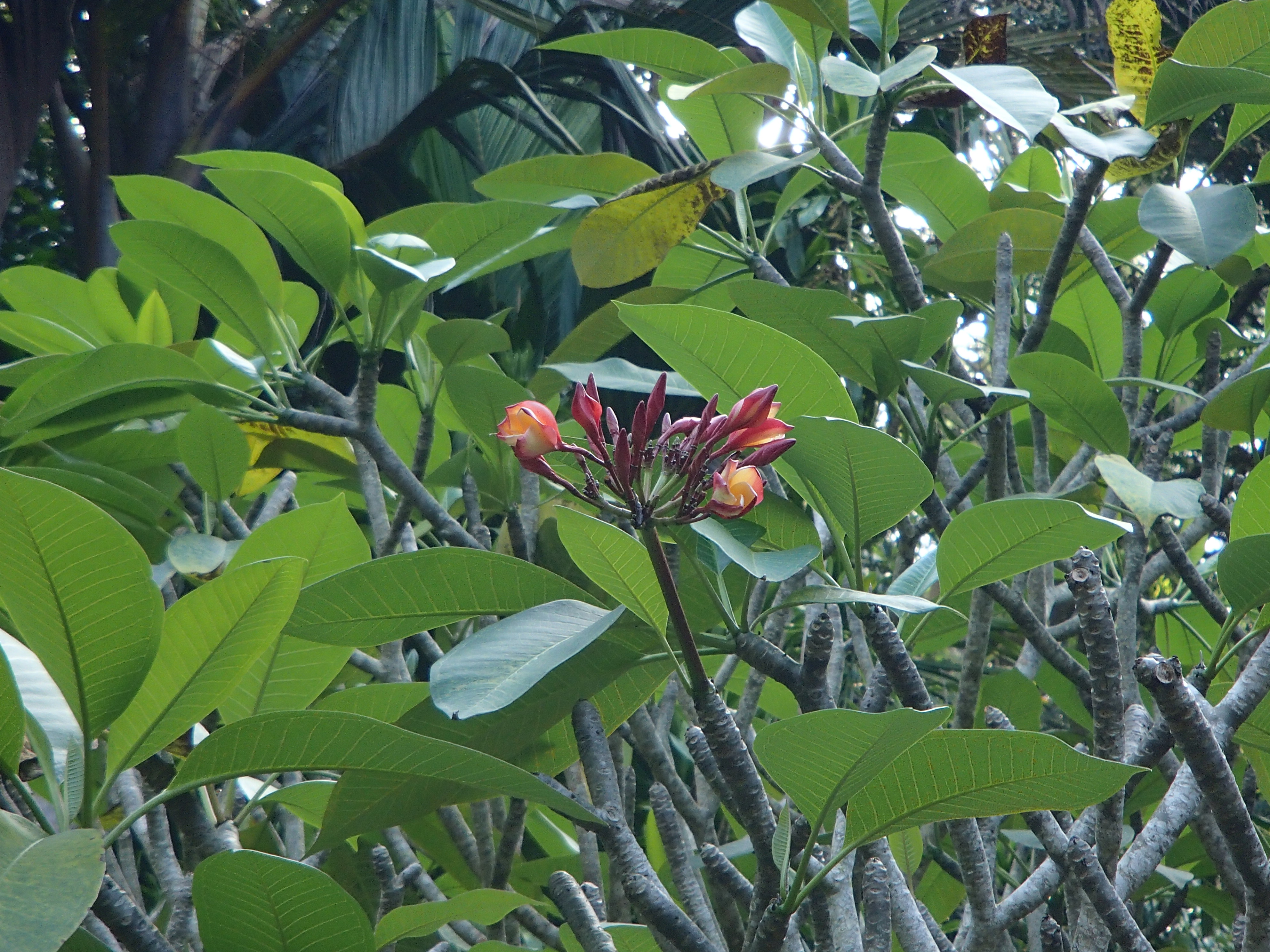@pink.turtle.blog/ fleur de frangipanier (Seychelles)