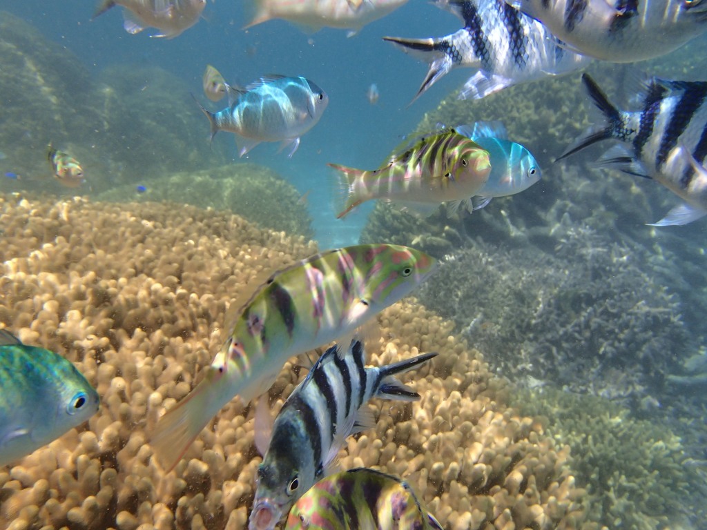 [Snorkeling] L’île d’Ishigaki (Japon) : mes plus beaux souvenirs en vidéo