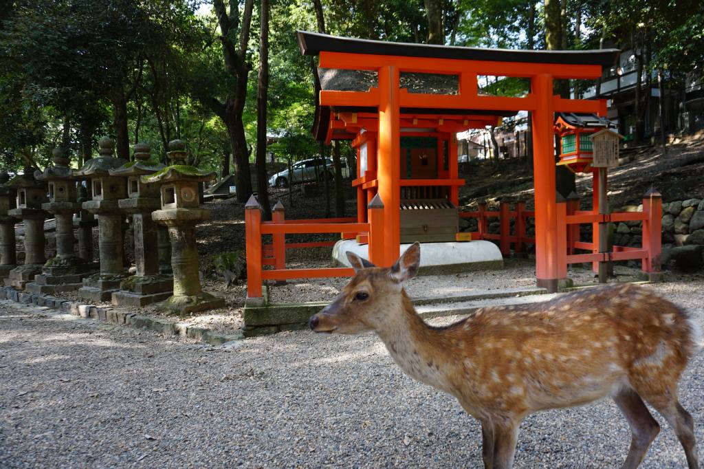 [JAPON] Nara : au bonheur des daims (#17)