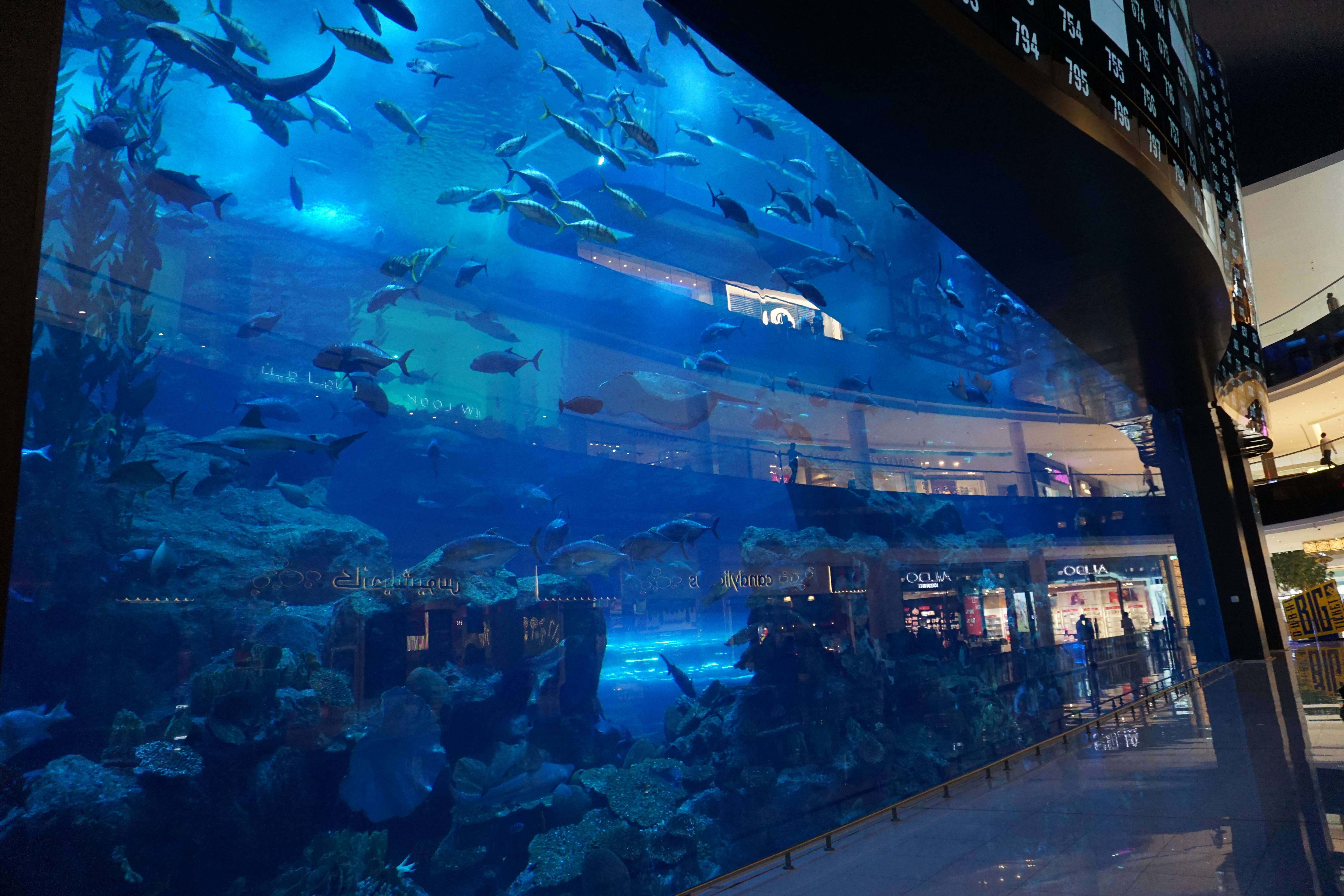 Aquarium de Dubaï Mall/ @pink.turtle.blog